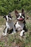 BOSTON TERRIER 141